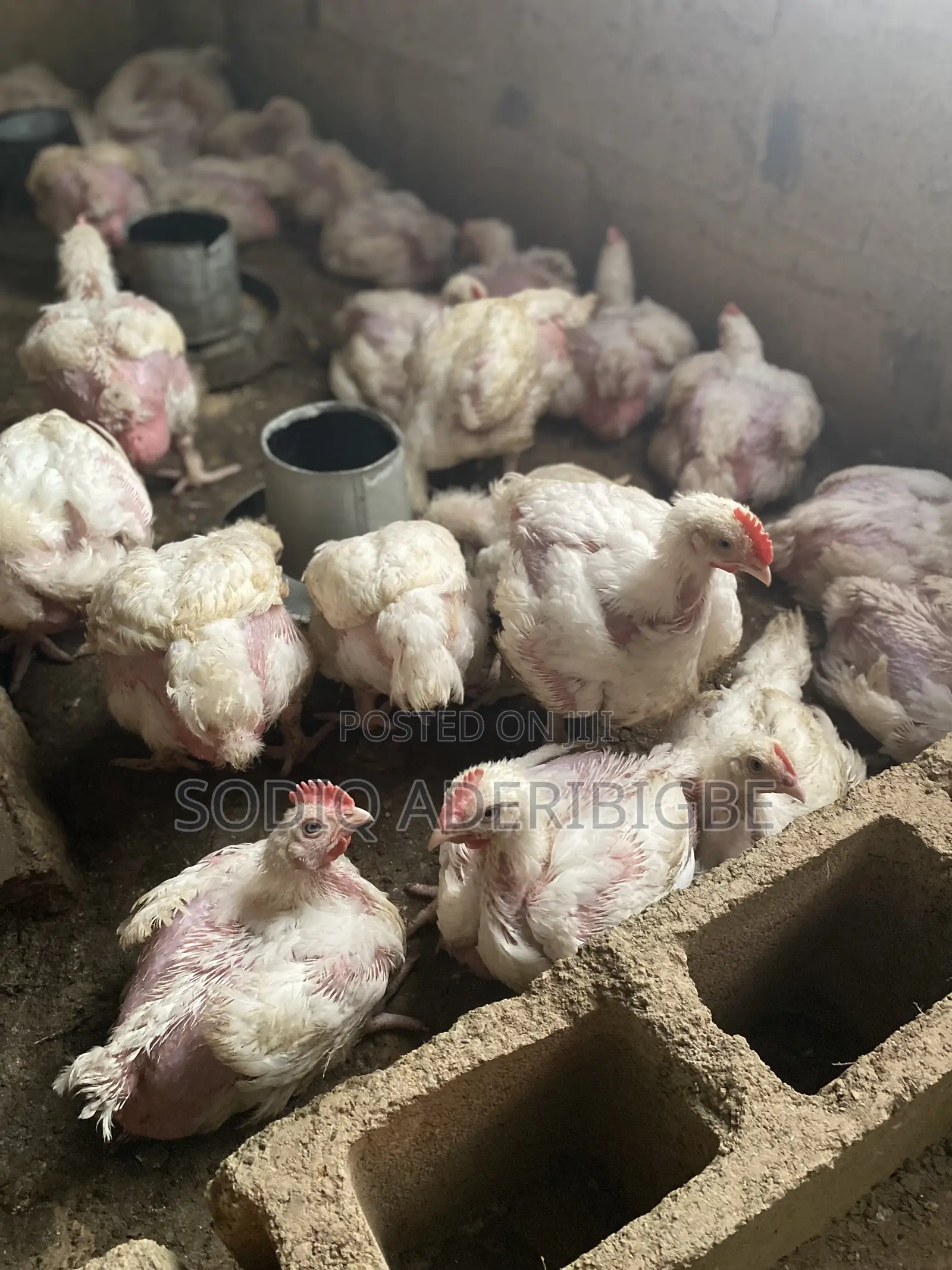 Broiler Chicken