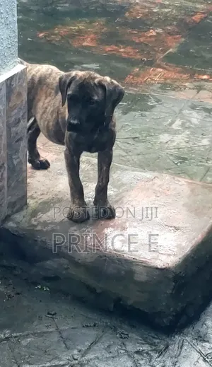 1-3 months Male Purebred Boerboel