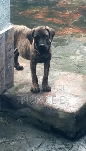 1-3 months Male Purebred Boerboel