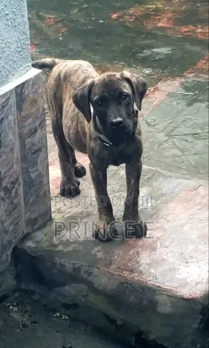 1-3 months Male Purebred Boerboel