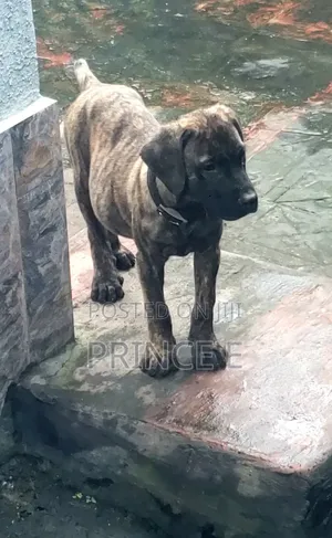 1-3 months Male Purebred Boerboel