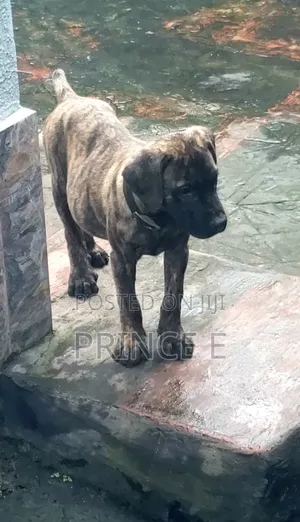 1-3 months Male Purebred Boerboel