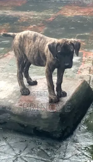 1-3 months Male Purebred Boerboel