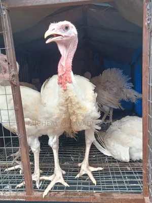 Chicken and Turkey