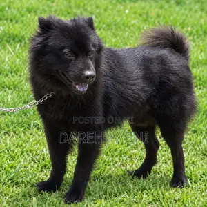 6-12 months Male Purebred Chow Chow