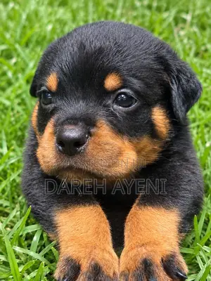 1-3 months Male Purebred Rottweiler