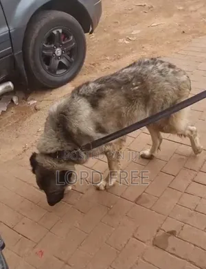 1+ year Female Purebred Caucasian Shepherd
