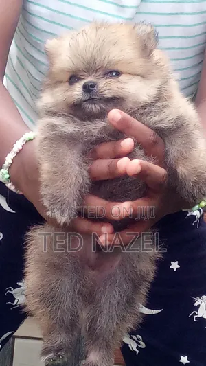 1-3 months Male Purebred Pomeranian
