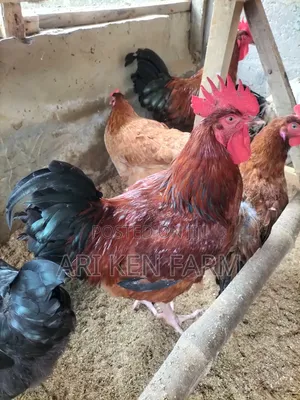 Noiler Chickens: Big and Meaty.