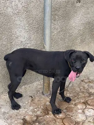 6-12 months Female Purebred Cane Corso