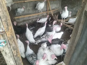 Christmas Turkey Alert! Our Healthy Turkey Poults