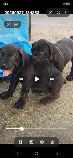 1-3 months Male Purebred Cane Corso