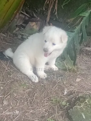 1-3 months Female Purebred American Eskimo