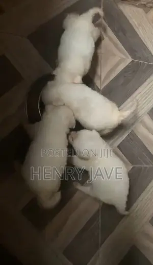 1-3 months Female Purebred American Eskimo