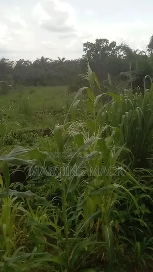 (1 1/2 Plot) for Sale