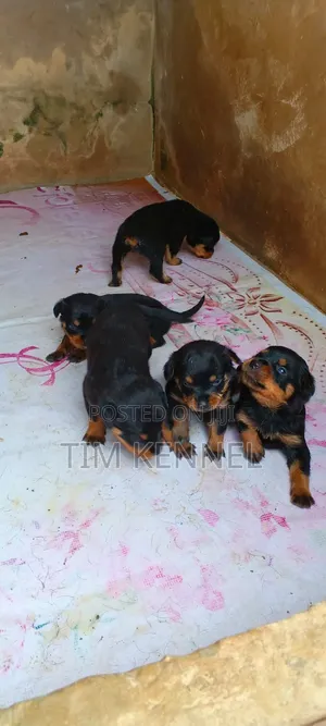 0-1 month Female Purebred Rottweiler