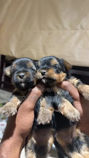 1-3 months Male Purebred Yorkshire Terrier