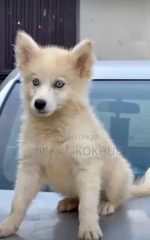 1-3 months Male Purebred Siberian Husky