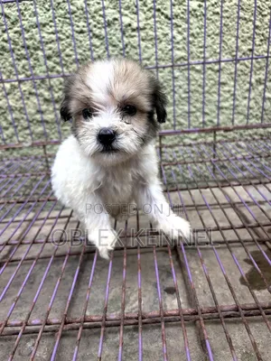 1-3 months Male Purebred Lhasa Apso