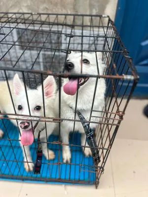1+ year Female Purebred American Eskimo