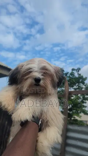 3-6 months Female Purebred Lhasa Apso