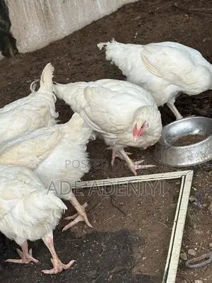 Farm Animals