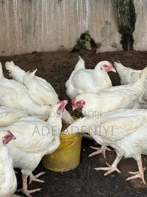 Farm Animals