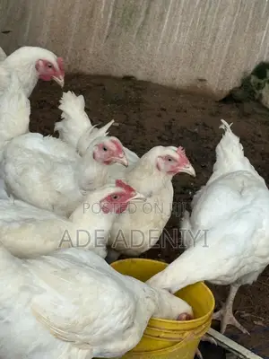 Farm Animals