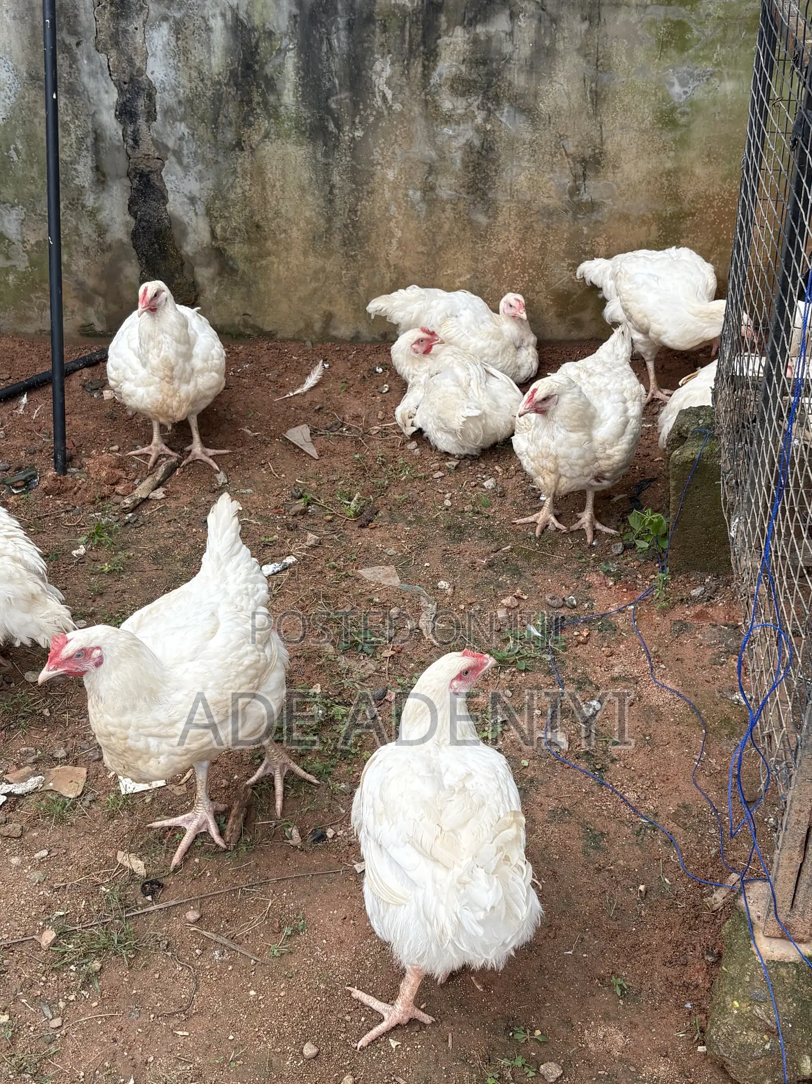 Farm Animals