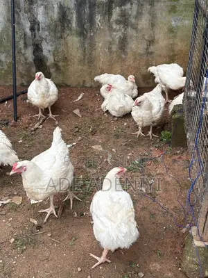 Farm Animals