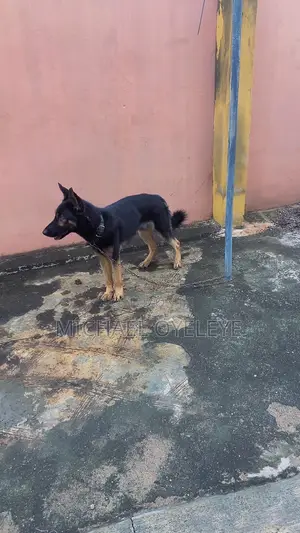 1+ year Male Purebred German Shepherd