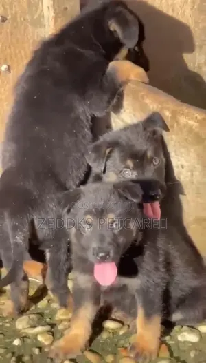 1-3 months Female Purebred German Shepherd