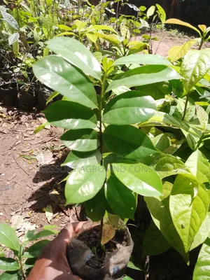 Sour Sop Seedlings