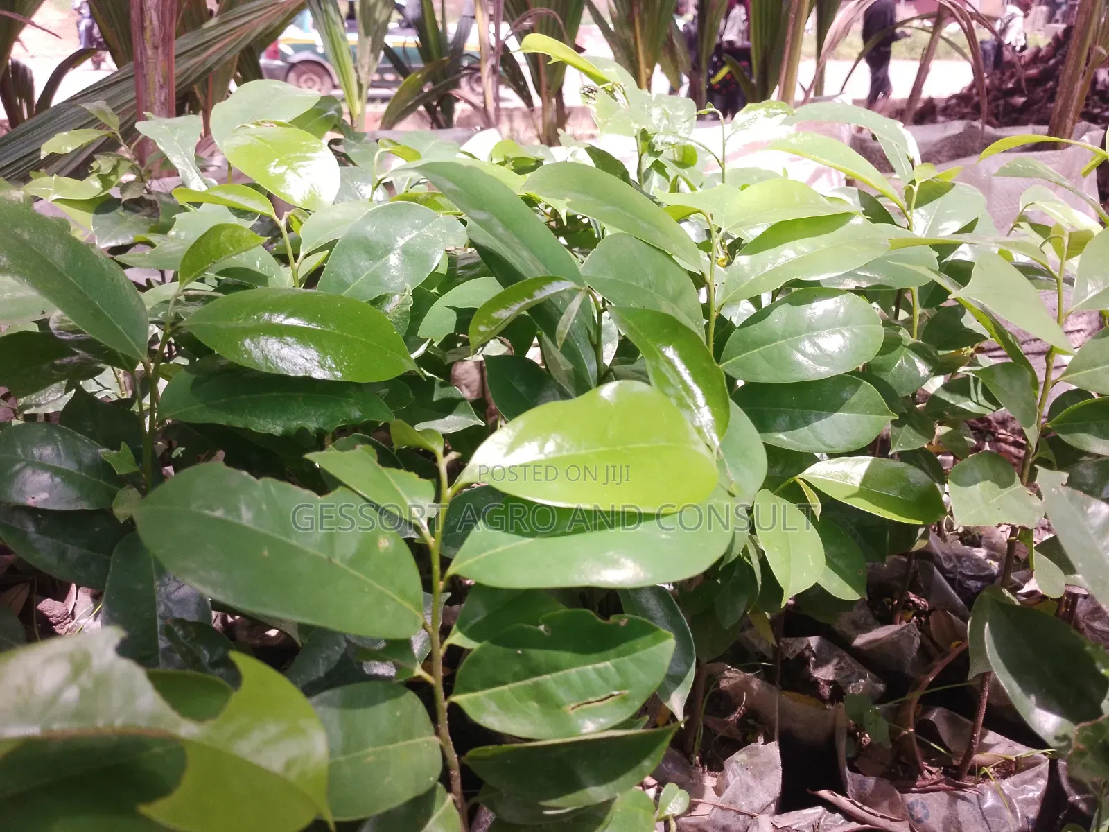Sour Sop Seedlings
