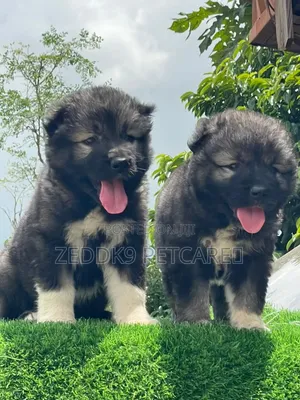 1-3 months Female Purebred Caucasian Shepherd