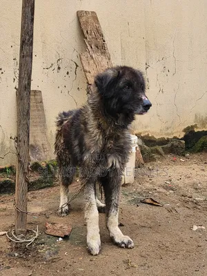 1+ year Male Purebred Caucasian Shepherd