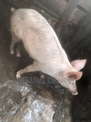 Mature Large White Pig for Sale - Clean Healthy - - Ibadan