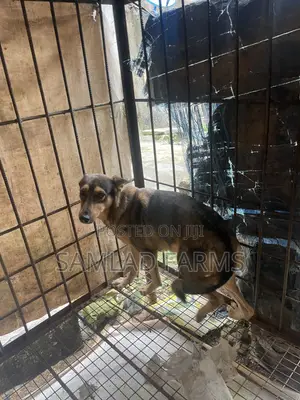 1+ year Female Mixed Breed German Shepherd
