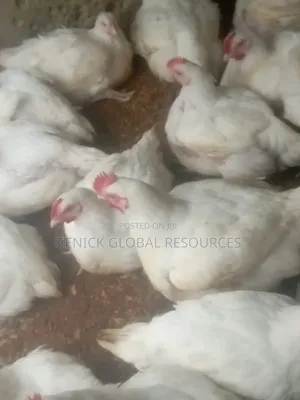 Live Broiler Chicken for Sale in Lagos | Ready for Slaughter