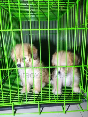 1-3 months Female Purebred Lhasa Apso