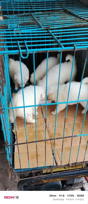 0-1 month Female Purebred American Eskimo