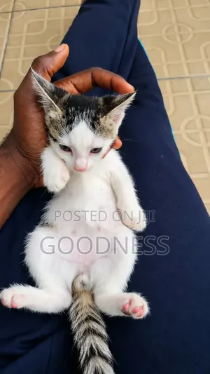 0-1 month Male Purebred Tabby