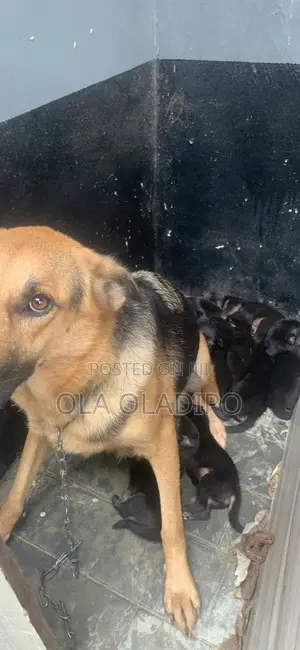 1-3 months Male Purebred German Shepherd
