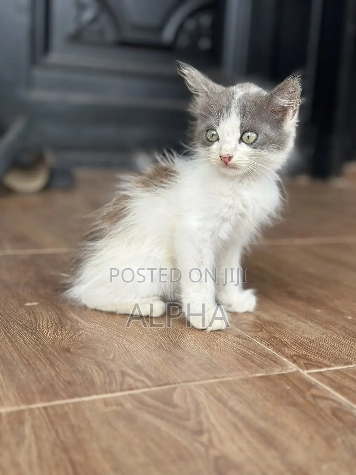 1-3 months Male Mixed Breed Persian