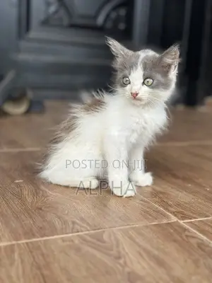 1-3 months Male Mixed Breed Persian