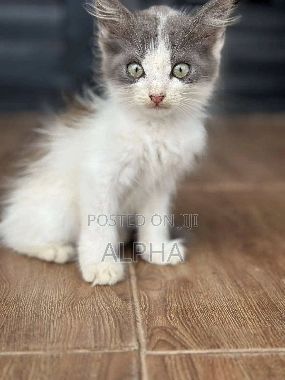 1-3 months Male Mixed Breed Persian