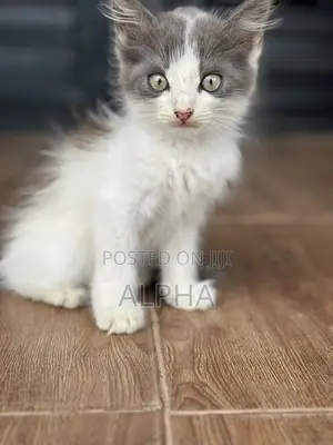 1-3 months Male Mixed Breed Persian