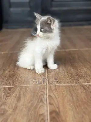 1-3 months Male Mixed Breed Persian