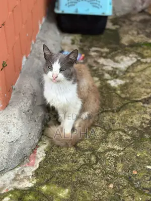 1+ year Female Purebred Turkish Angora