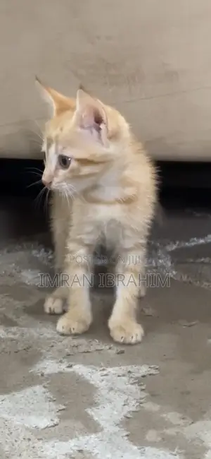 1-3 months Female Mixed Breed American Shorthair
